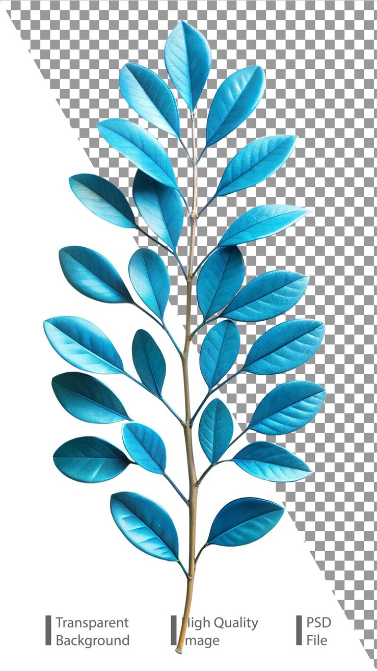 Blue leaf isolated on transparent background