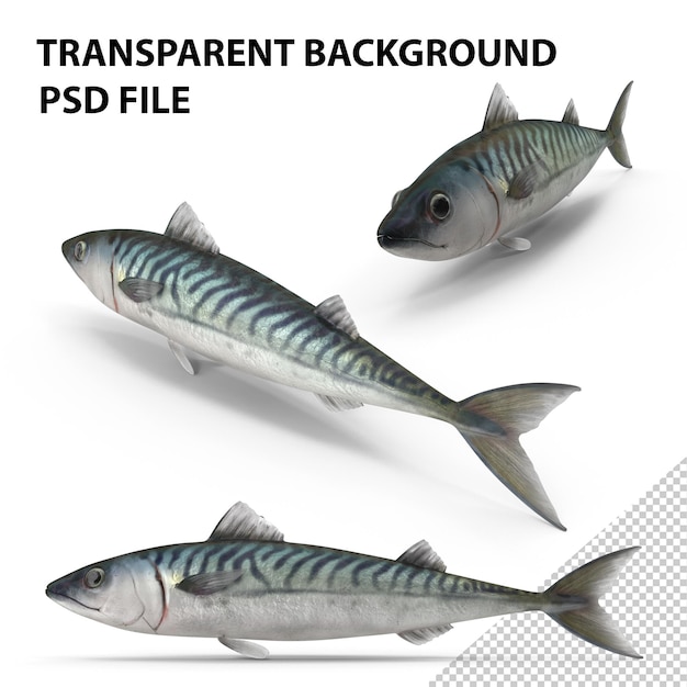 blue mackerel png