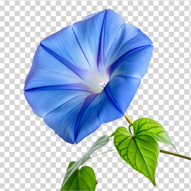 PSD 透明な背景に隔離された青い朝の栄光の花