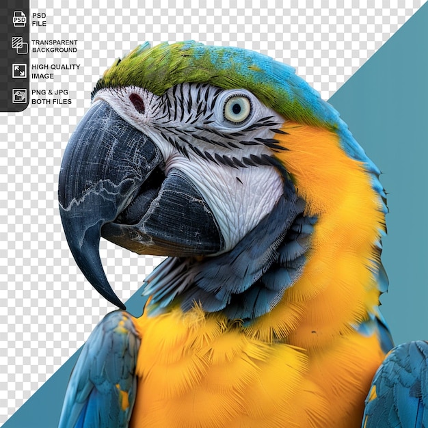 PSD blue and old macaw parrot