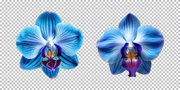 PSD fiori di orchidee blu su uno sfondo trasparente png vista dall'alto