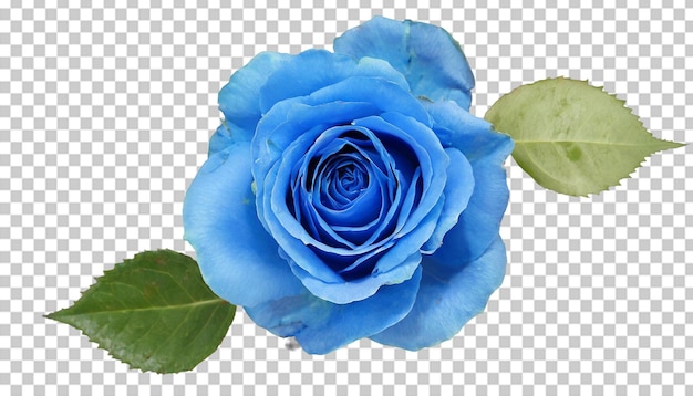 Blue rose flower isolated on a transparent background