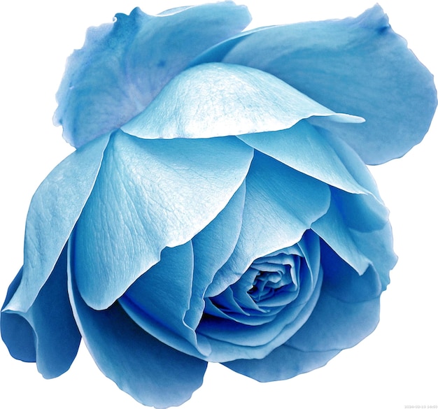 PSD fiori di rosa blu pianta di fiori png