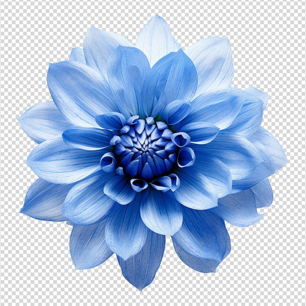 Blue rose isolated on transparent background