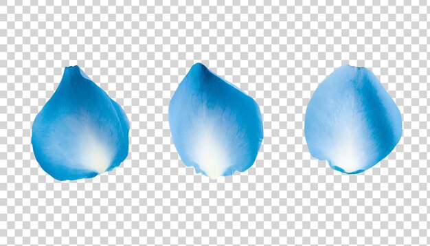 PSD blue rose petals isolated on transparent background