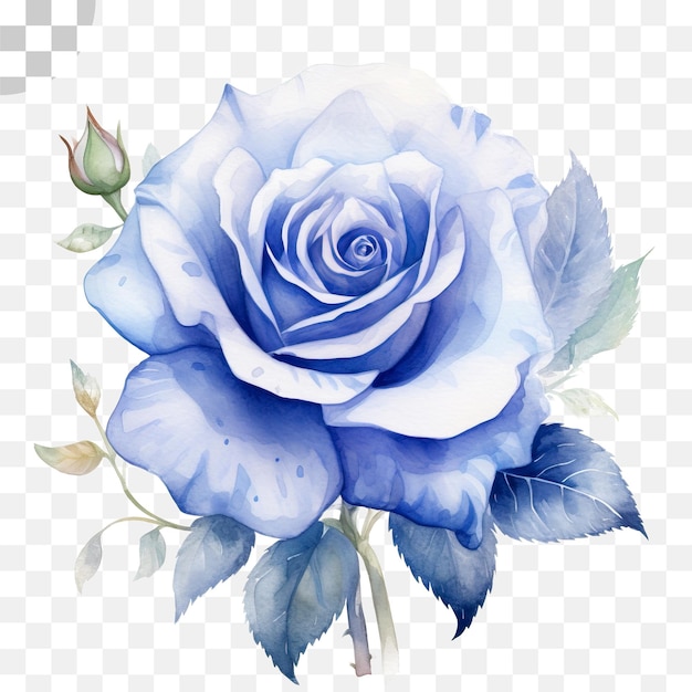 PSD blue rose watercolor transparent background