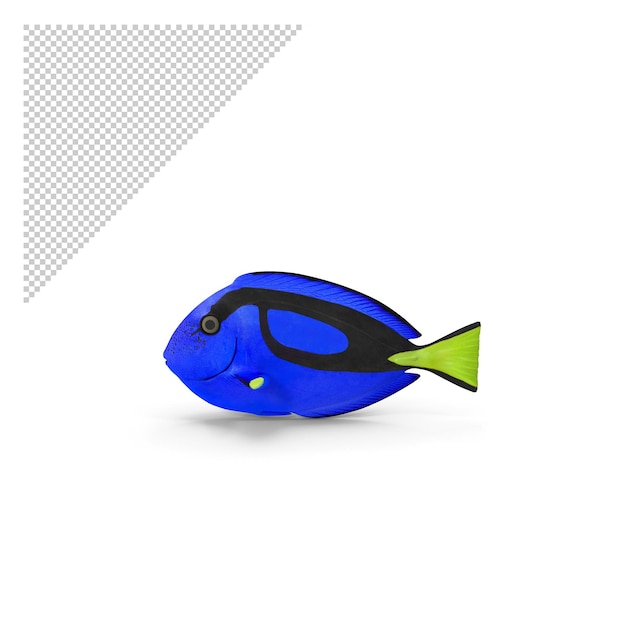 PSD blue tang png