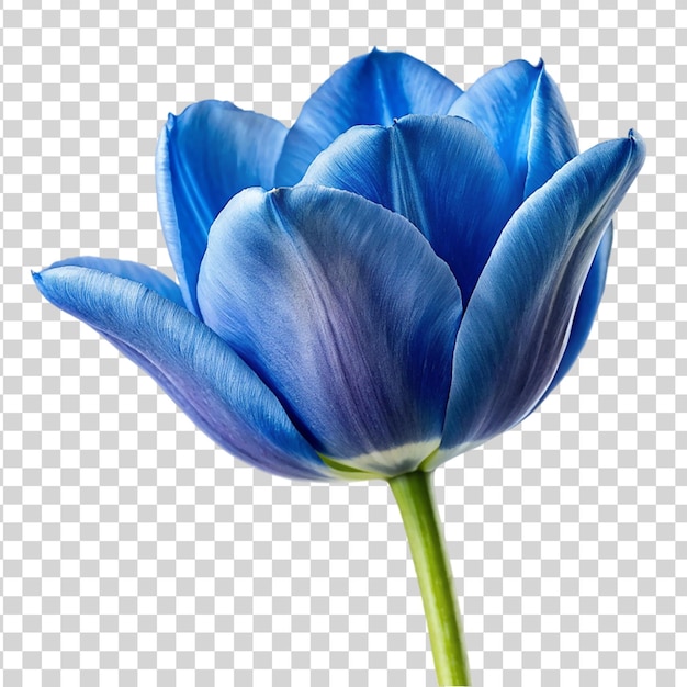 Fiore di tulipano blu isolato su uno sfondo trasparente bellissimo fiore primaverile