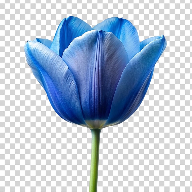 Blue tulip on transparent background