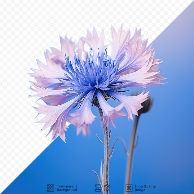 A blue and white flower is shown in the foreground.