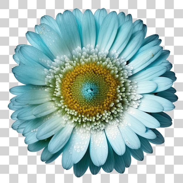 A blue and white flower with a yellow center.