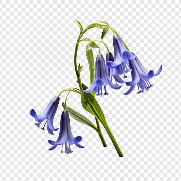 Bluebell png geïsoleerd op transparante achtergrond