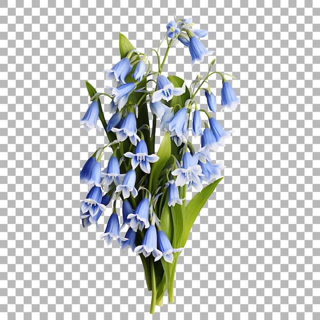 PSD bluebell on transparent background