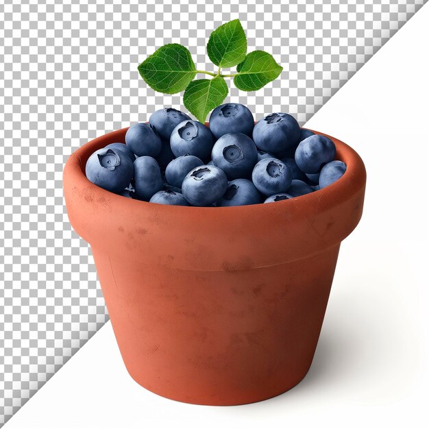 Blueberries in detailed transparent focus