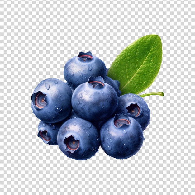 blueberries transparent white background