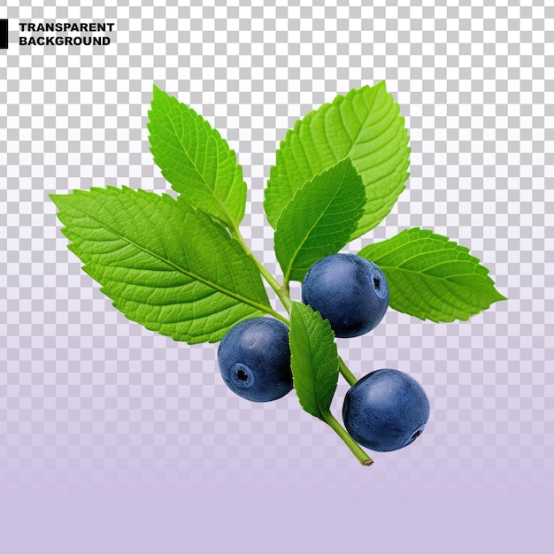 PSD blueberry on transparent background