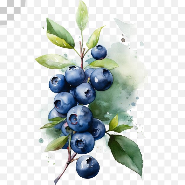 PSD blueberry transparent background