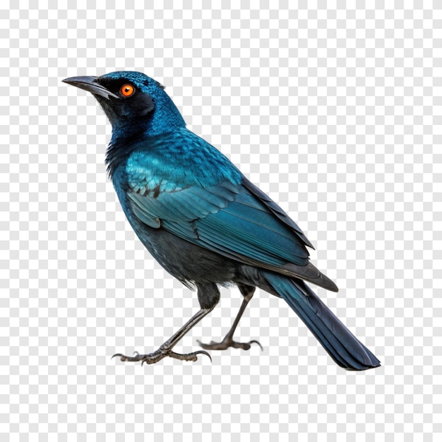 BlueBlack Bird with Striking Features isolated on a Transparent White Background 2