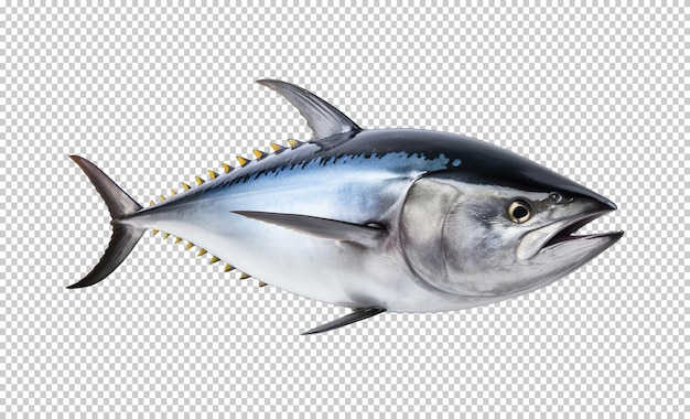 Bluefin tuna isolated on transparent background