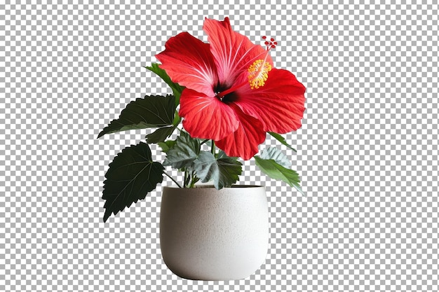 Boeiende levendige rode hibiscusbloemen voor een tropische touch in bloemenarrangementen met geïsoleerde op doorzichtige achtergrond