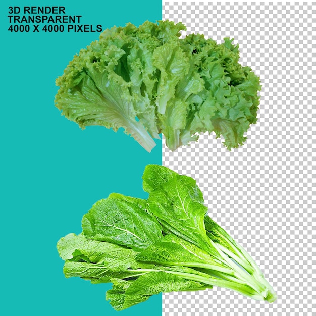 Bok Choy food vegetables
