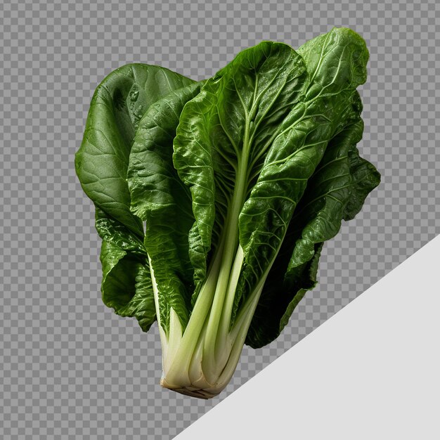 투명한 배경에 고립된 Bok Choy Png