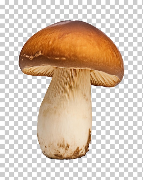 Boletus paddenstoel geïsoleerd op doorzichtige achtergrond png psd