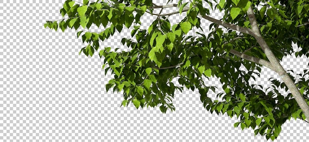 Bomen bladeren tak samenstelling op doorzichtige achtergronden 3d render png