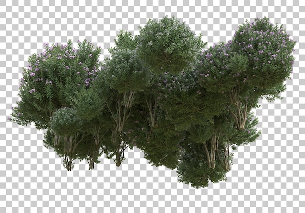 Bomen met bloemen op transparante achtergrond 3d-rendering illustratie