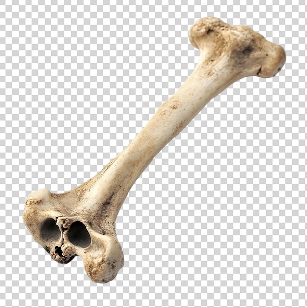 Bone isolated on transparent background