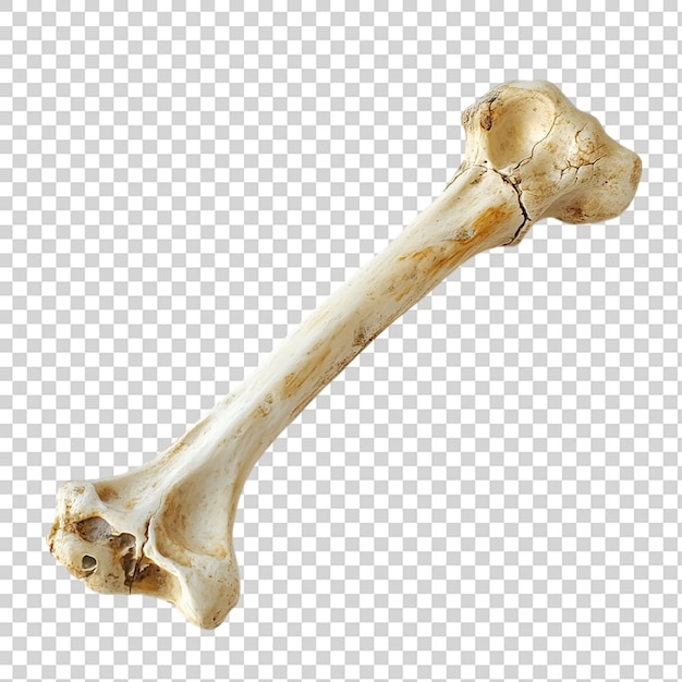 Bone isolated on transparent background