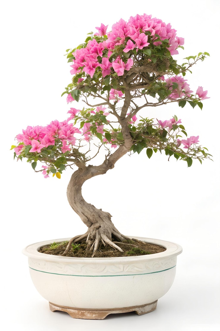 PSD bonsai bougainvillea with pink flowers in ceramic pot