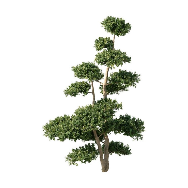PSD bonsai tree isolated on white background