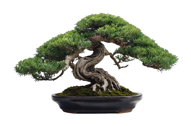 bonsai_tree 투명한 배경