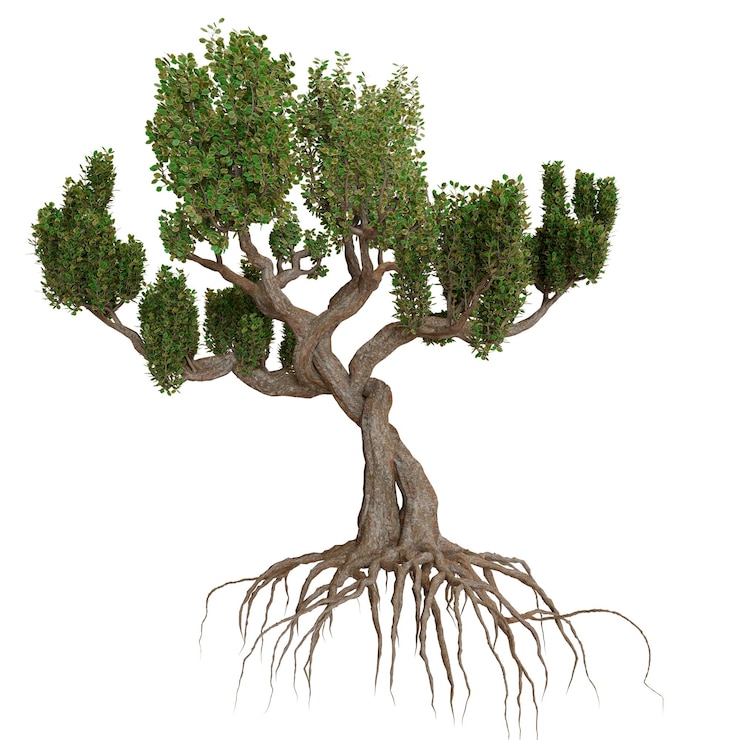 PSD bonsai tree with exposed roots isolated on white