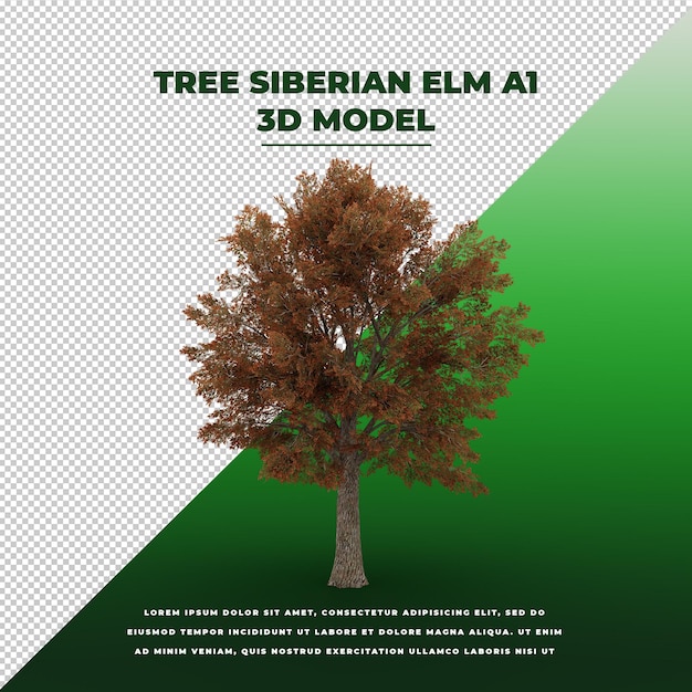 Boom siberische elm 3d geïsoleerd model