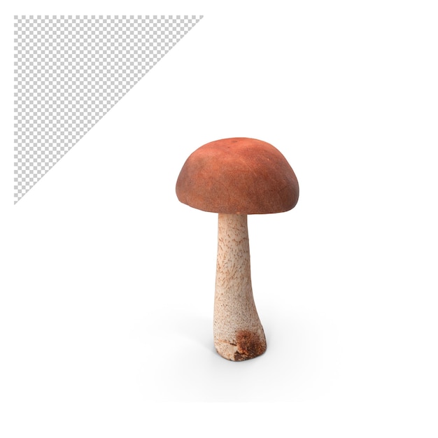 Borowik Grzyb PNG