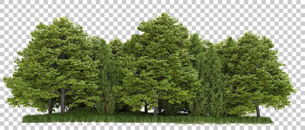 Bos geïsoleerd op transparante achtergrond 3D-rendering illustratie