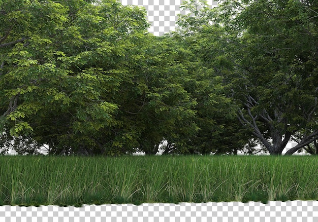 Bos op transparante achtergrond 3d-rendering illustratie