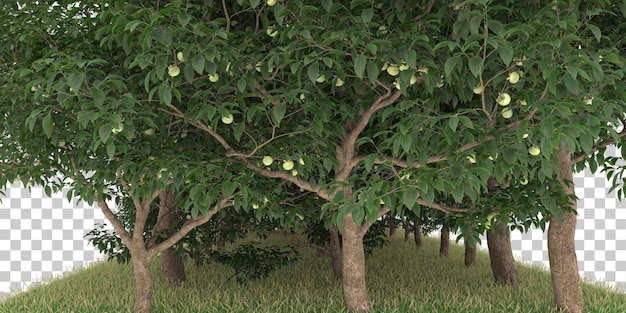 PSD bos op transparante achtergrond. 3d-rendering - illustratie