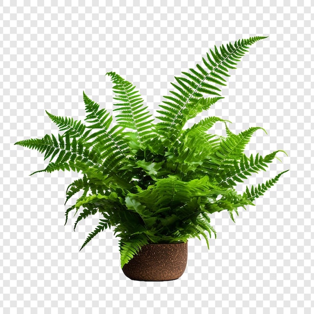 Boston Fern Nephrolepis Exultate png geïsoleerd op transparante achtergrond