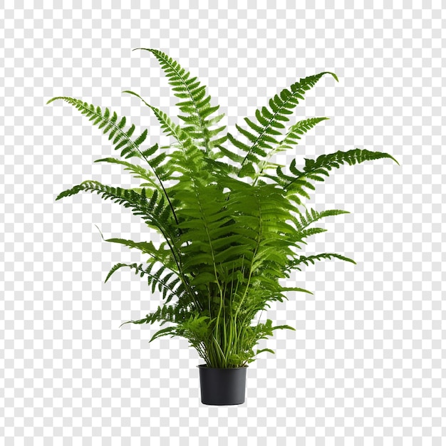 PSD boston fern nephrolepis exultate png isolated on transparent background