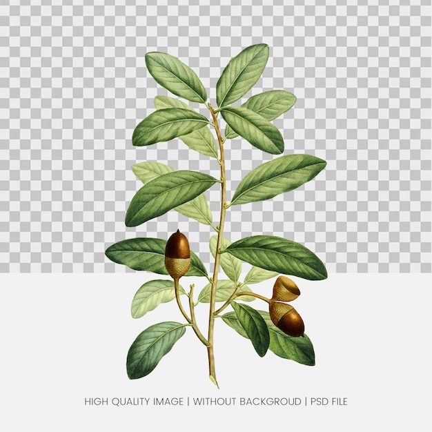 PSD botanical leaf