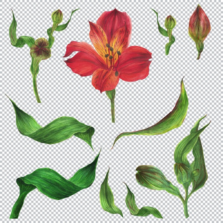 PSD 植物の水彩イラスト。アルストロメリアの赤い花と緑の葉とつぼみと花のセット