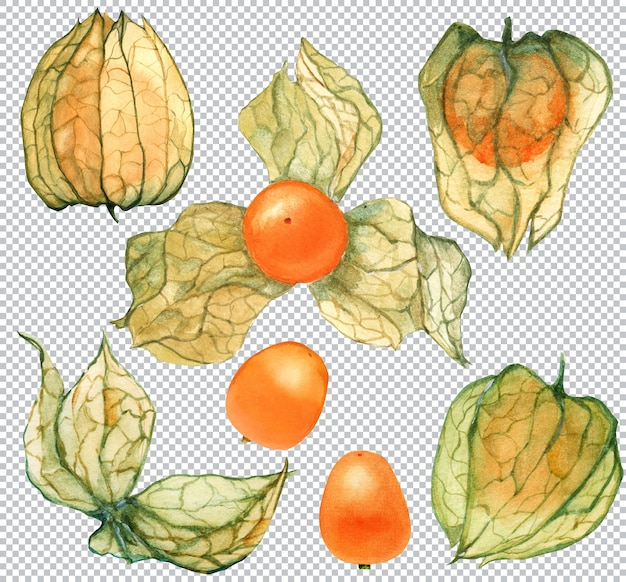 Botanical watercolor illustration. fresh physalis fruits