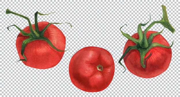 Botanical watercolor illustration. fresh red tomato fruits