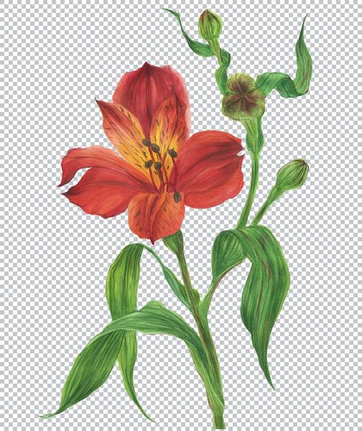 botanical watercolor illustration. red alstroemeria branch with flower and bud and leaves