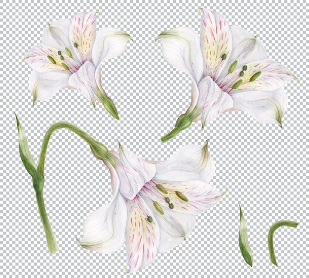 Illustrazione botanica dell'acquerello. germoglio di alstroemeria bianca sul ramo