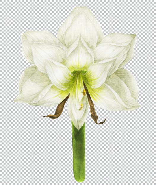 PSD botanical watercolor illustration. white hippeastrum flower