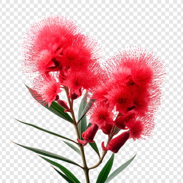 PSD bottlebrush png geïsoleerd op transparante achtergrond